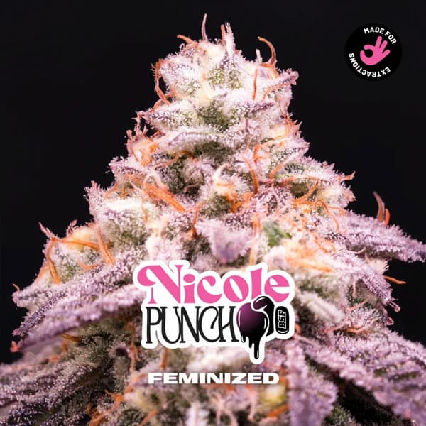 Nicole Punch Seed > BSF Seeds | Feminized Cannabis   |  Indica